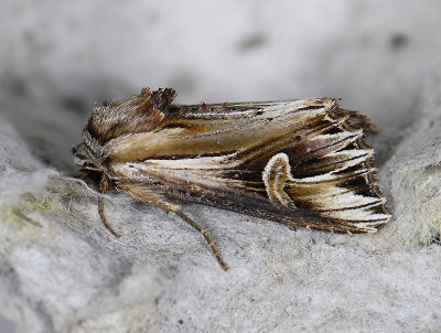 2988   Actinotia polyodon  8959.jpg