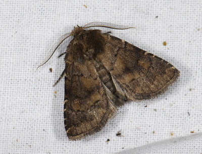 2812 Rusina ferruginea 8973.jpg