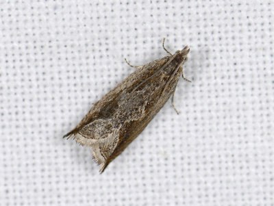 1535 Ancylis diminutana 8983.jpg