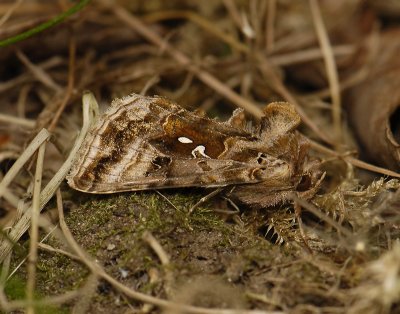 2647 Autographa pulchrina 9492.jpg