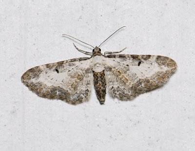 2465   Eupithecia succenturiata  9408.jpg
