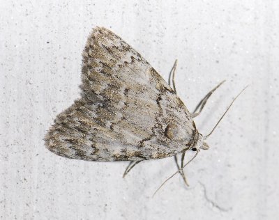 3078 Meganola strigula 9780.jpg