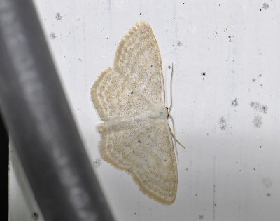 2302 Scopula immutata 0080.jpg