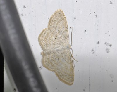 2302   Scopula immutata  0080.jpg