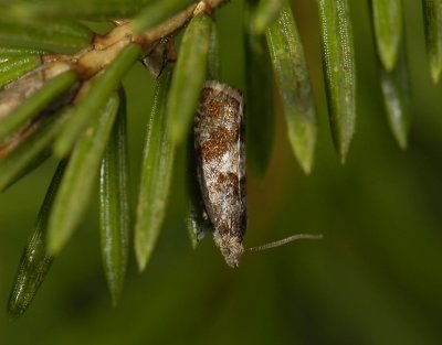 1447   Epinotia gimmerthaliana  0332.jpg