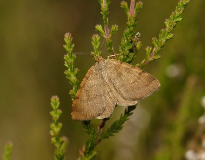 2192   Macaria brunneata  0428.jpg