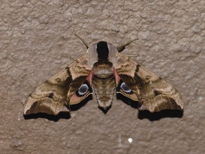 1963 Smerinthus ocellata 0758.jpg