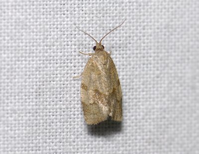 1311 Choristoneura diversana 3995.jpg