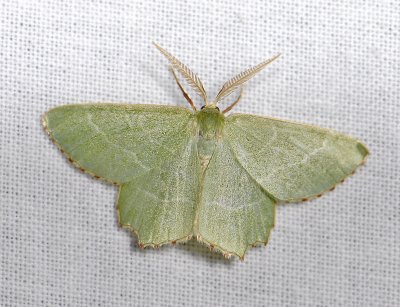 2277   Thalera fimbrialis  4468.jpg