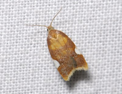 1237 Acleris holmiana 4972.jpg