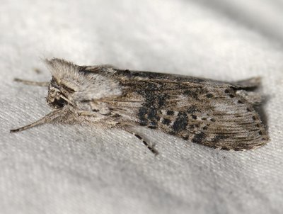 2681   Cucullia absinthii  5174.jpg