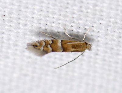 0379   Phyllonorycter ulmifoliella  5260.jpg