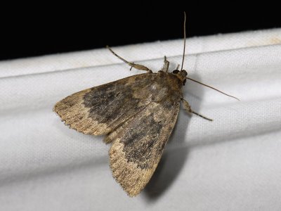 2709   Amphipyra perflua  5351.jpg