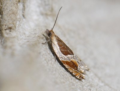 1537   Ancylis unculana  5509.jpg