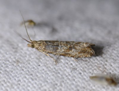 1343   Bactra furfurana  5647.jpg
