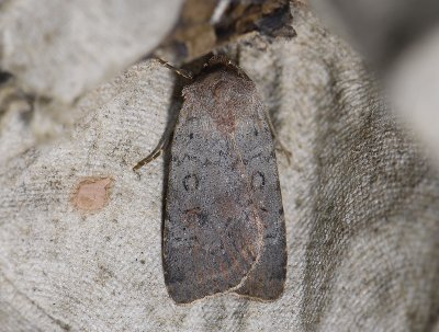 3017 Protolampra sobrina 6016.jpg