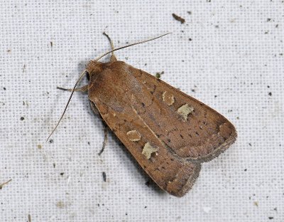 3050 Xestia xanthographa 6078.jpg