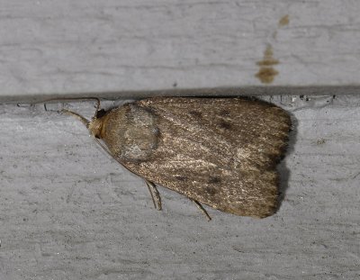 2711   Amphipyra tragopoginis  6091.jpg
