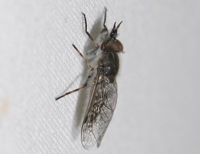 fly6274.jpg
