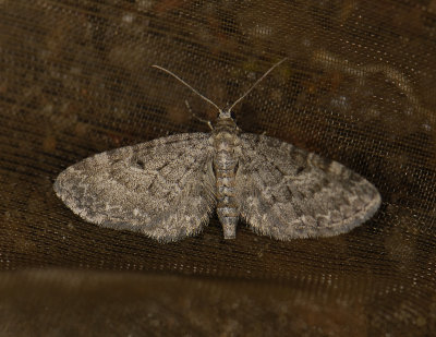 2463   Eupithecia subfuscata  6675.jpg