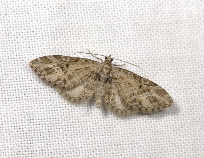 2443   Eupithecia  exiguata  6732.jpg