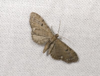 2459   Eupithecia assimilata  6721.jpg