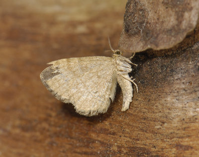 2503 Euchoeca nebulata 6733.jpg