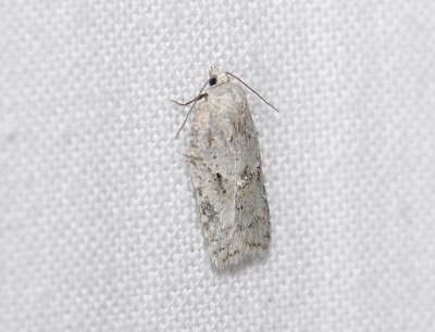 1264 Acleris logiana 6741.jpg