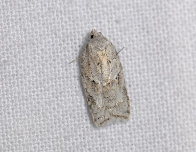 1264 Acleris logiana 6746.jpg