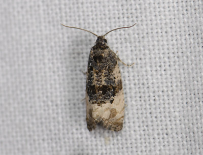 1382 Metendothenia atropunctana 6761.jpg