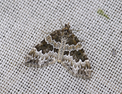 2389 Electrophaes corylata 6799.jpg