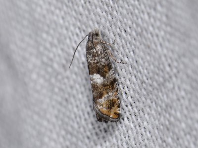 1460   Epinotia rubiginosana  6802.jpg