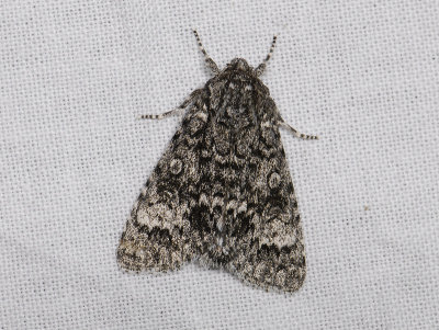 2564 Acronicta megacephala 6813.jpg