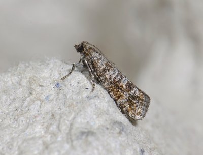 1521   Rhyacionia pinivorana  6825.jpg