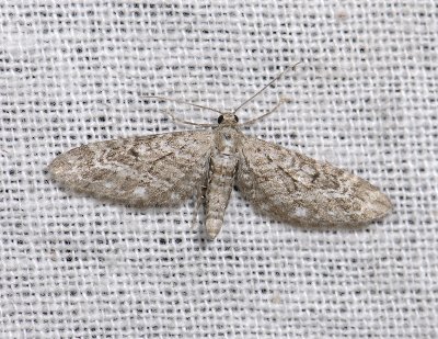 2475   Eupithecia nanata  6826.jpg