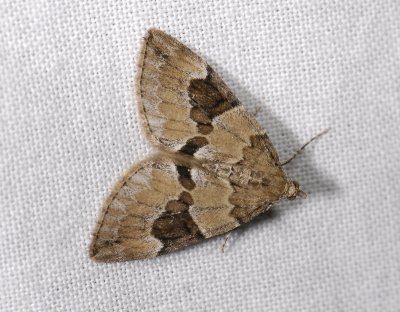 2382   Thera obeliscata  6843.jpg