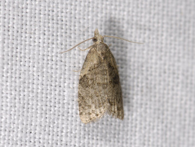 1302   Capua vulgana  6848.jpg