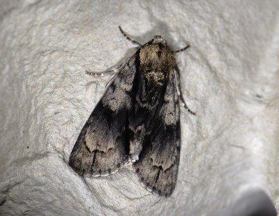 2558 Acronicta alni 6862.jpg