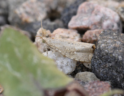 1503 Epiblema grandaevana 7110.jpg