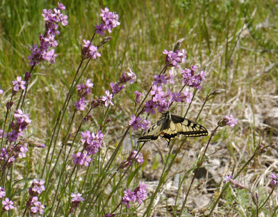 2008   Papilio machaon  7345.jpg