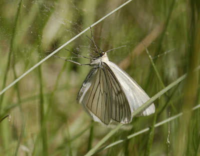 2263 Siona lineata 7365.jpg