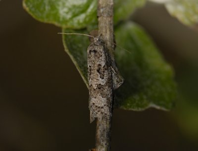 1282   Cnephasia stephensiana  7398.jpg