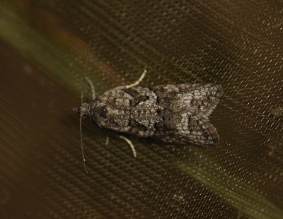 1282   Cnephasia stephensiana  7393.jpg