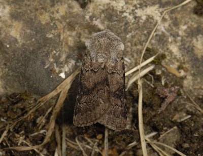 2979 Agrotis cinerea 7441.jpg