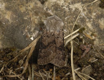 2979   Agrotis cinerea  7441.jpg