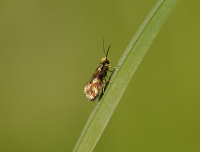 0004   Micropterix tunbergella  7484.jpg