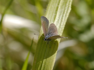 2054 Cupido minimus 7586.jpg