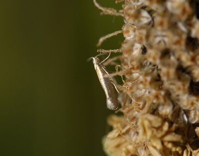 0440 Argyresthia arceuthina 7653.jpg