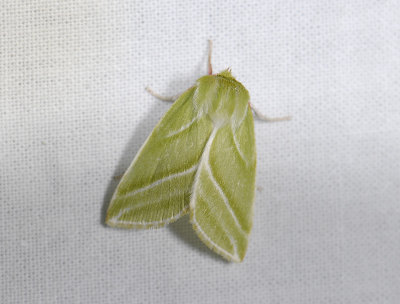 3092 Pseudoips prasinana 8023.jpg