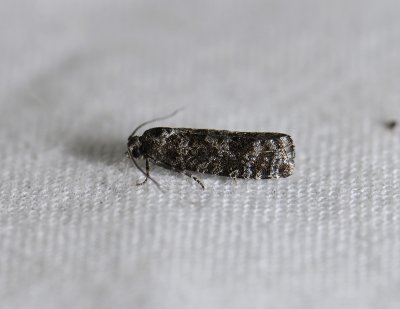 1516 Retinia resinella 8026.jpg